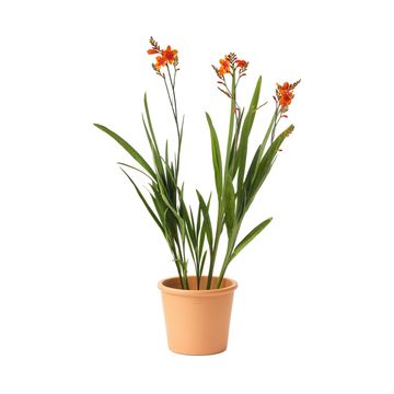 Geolia round terracotta pot tassili 23cm