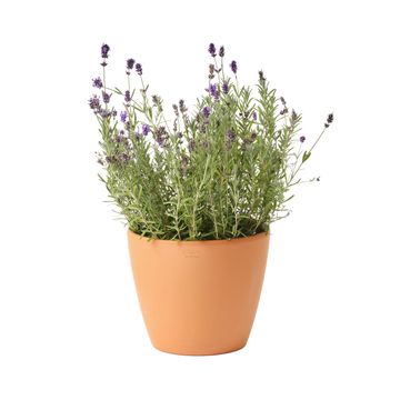 Geolia round terracotta pot atacama 26cm