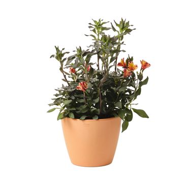 Geolia round terracotta pot atacama 29cm