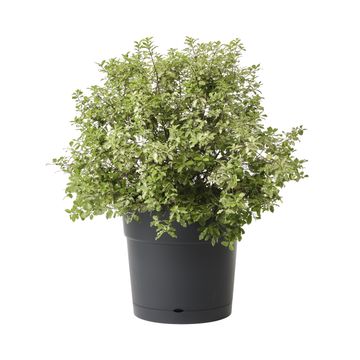 Geolia plastic pot w/saucer 40cm paris0