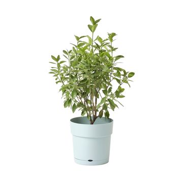 Geolia plastic pot w/saucer 25cm celadon