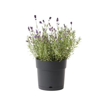Geolia plastic pot w/ saucer 25cm paris0