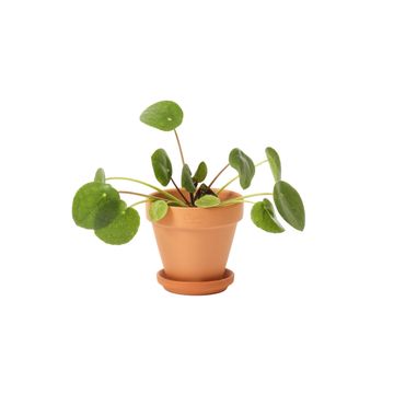 GEOLIA ROUND TERRACOTTA SAUCER GOBI 9CM