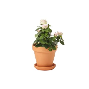 GEOLIA ROUND TERRACOTTA POT GOBI 15CM