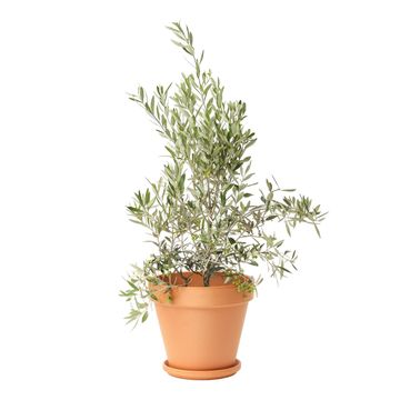 GEOLIA ROUND TERRACOTTA POT GOBI 39CM