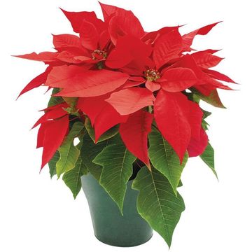 POINSETTIA 14 CM