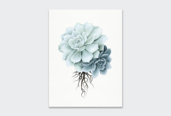 WALL ART PRINT SKETCH ROCK ROSE 23X30CM
