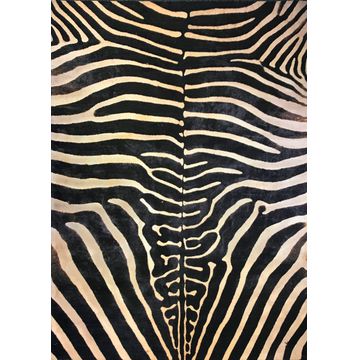 RUG POLYESTER WILDE ZEBRA 160X230