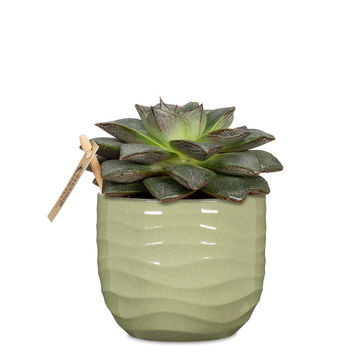 Ceramic rush grass pot 18cm