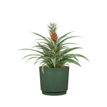 Plastic fjord green pot 15cm