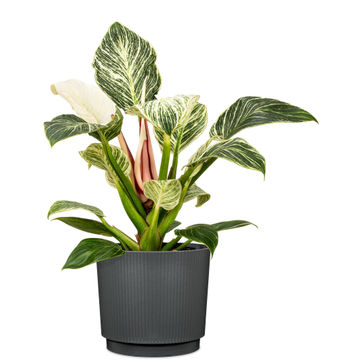 Plastic nero pot 25cm