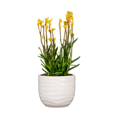 Ceramic bone white pot 24cm