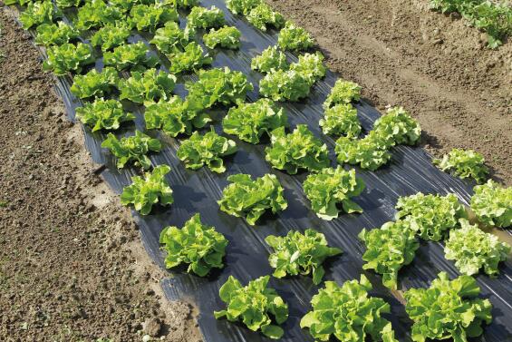 Geolia mulching film for potager berries1,4mx5m