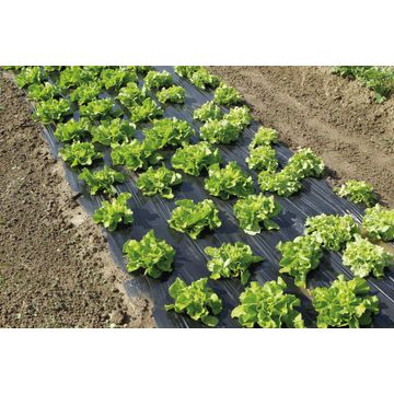 Geolia mulching film for potager berries1,4mx5m