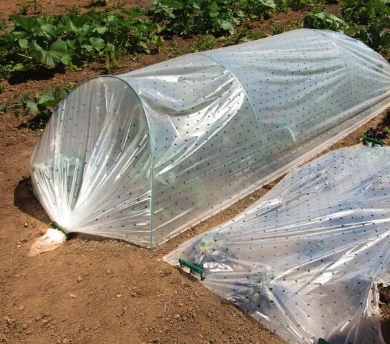 Geolia growing film for tunnel perforated 2mx5m