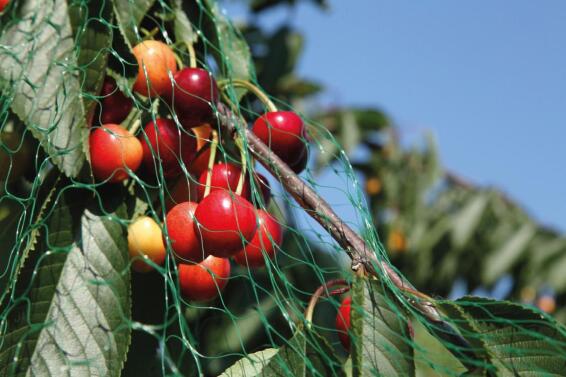 Bird Net, Bird Protection, 15mmx15mm aperture, GEOLIA, 5mx10m