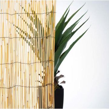 Fence Reed Cane Lowest Price 75% 1,5 m X 3 m