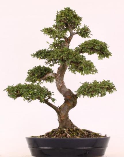 BONSAI FICUS GINSENG 2,5M T/C POT