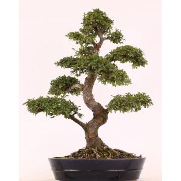 BONSAI FICUS GINSENG 2,5M T/C POT