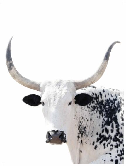 Wall art print zulu cow 30x40cm