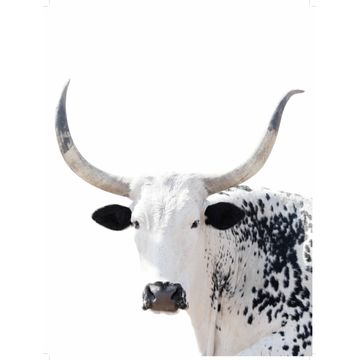 Wall art print zulu cow 30x40cm