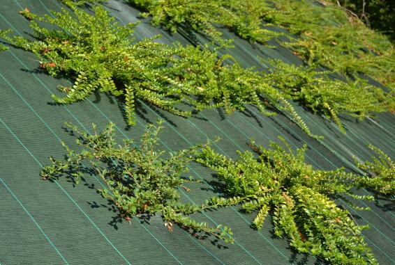 Woven fabric gardening for mulching green in roll  50mx10m