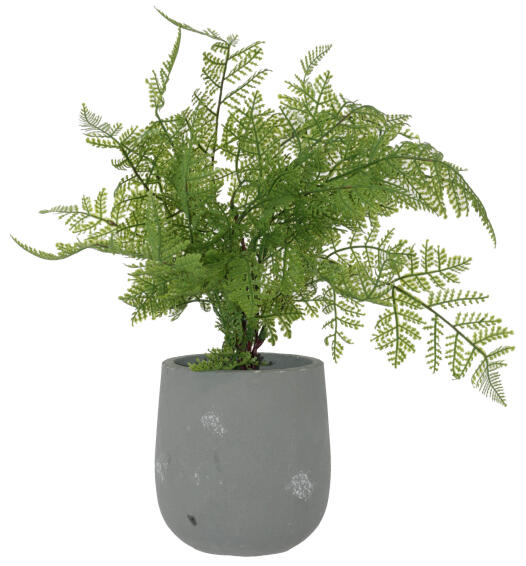 FERN POTTED PLANT