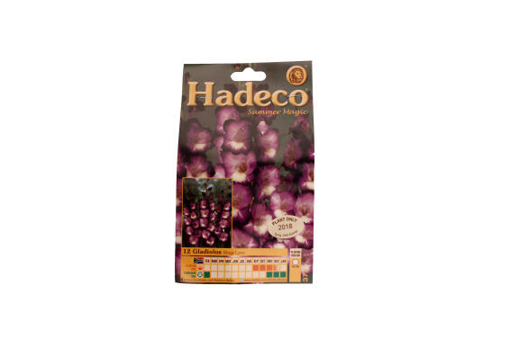 Gladioli Kings Lyn-Purple/White - 377
